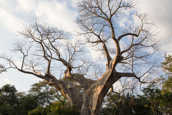 Sunlit Baobab 2