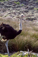 Male Ostrich swallowing