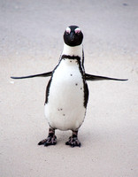 Penguin 5