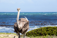 Female Ostrich at the beach 1
