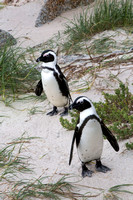 Pair of penguins