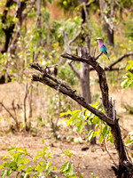 Lilac breasted roller Majete