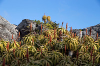 Aloes at the top
