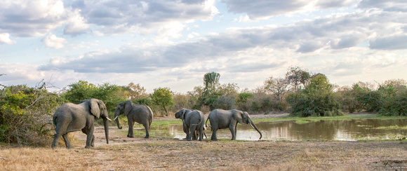 evening at the waterhole