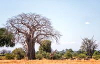 Wildlife under the Baobob