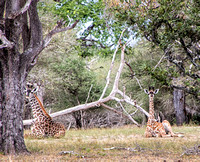 Resting giraffes