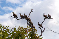 White-backed Vultures Majete