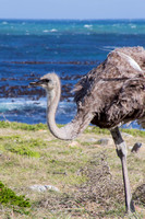 Female Ostrich at the beach 2