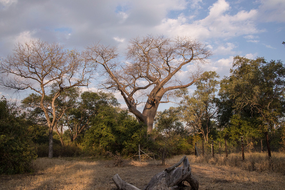 Sunlit Baobab