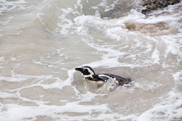 Swimming Penguin