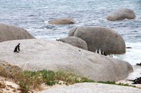 African penguins 1