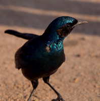 Burchell's Starling, South Africa
