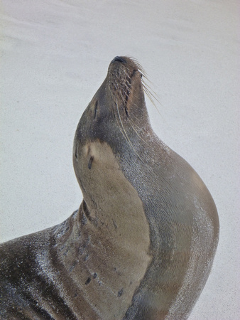 Sea Lion Stretch